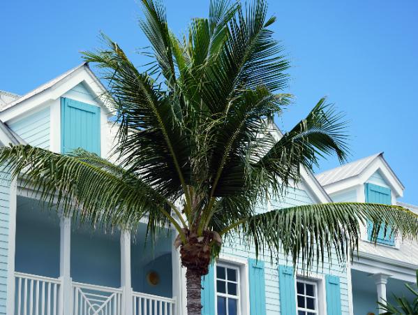 Palm tree in front of blue beach houses